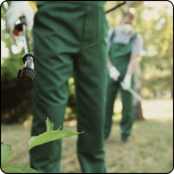 Golden Driller pest control technician treating a lawn